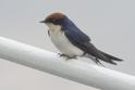 Wire-tailed Swallow.jpg